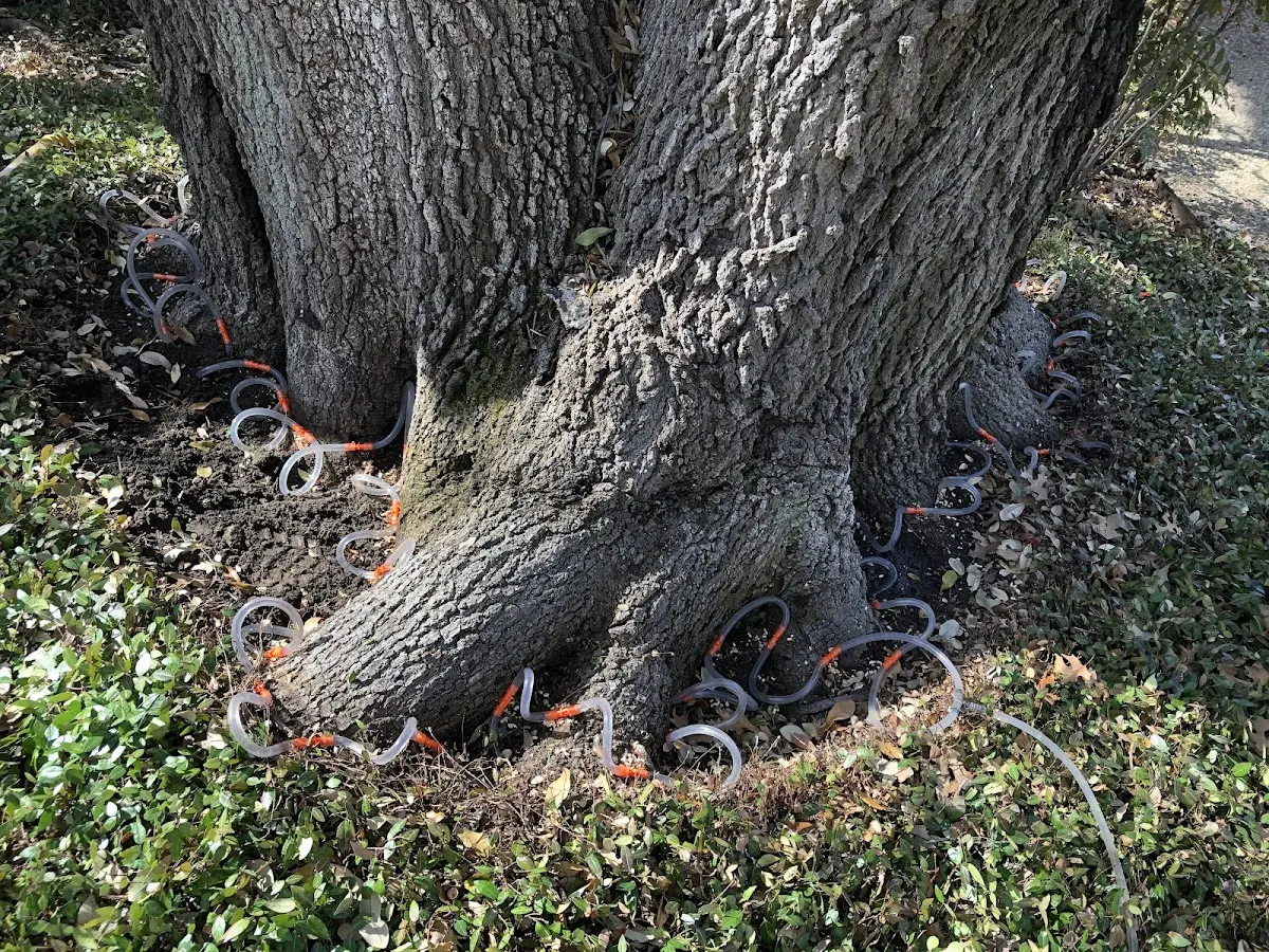 Detailed Tree Cabling and Bracing job site in Foley