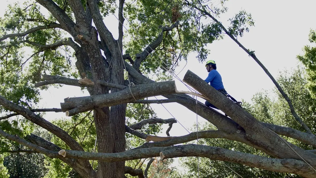 Professional Crown Thinning performed by certified arborists in Foley